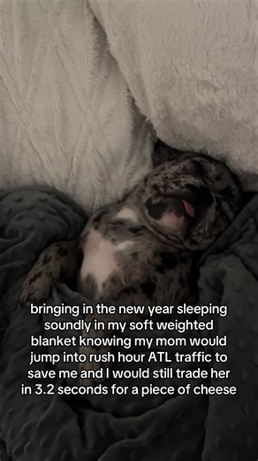 Cheese Varieties for Your French Bulldog