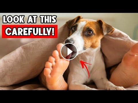 Why Your Dog Does THIS... No One Told You The Truth! #Video