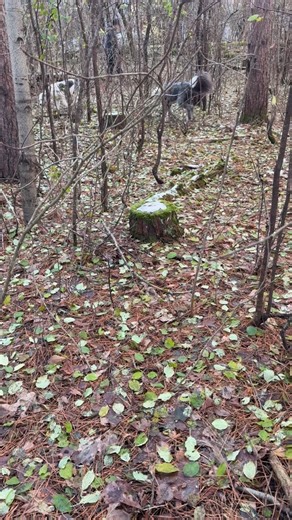 Abandoned Tom Ford house! Off road #trailblazing #abandonedhouse | Veronica Robeznieks Martyn