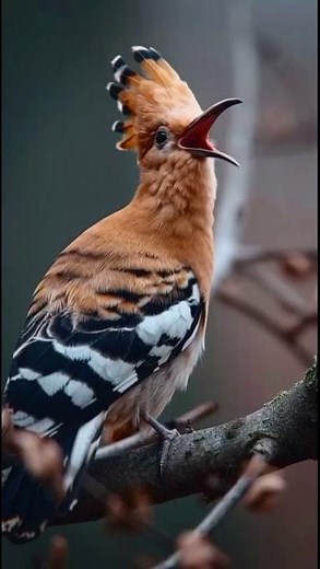 Hoopoe Bird Calling in the Quiet Forest 🌿