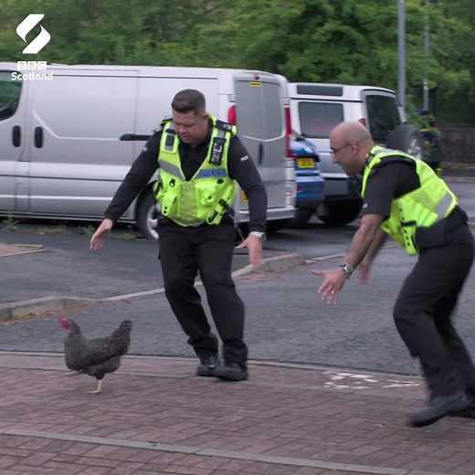Why did the chicken cross the road? To get nicked. Watch Scot Squad on BBC Scotland and BBC iPlayer. | BBC Scotland