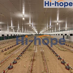 [Hot Item] Automatic Auger Pan Feeding System Pan Feeder for Chicken Farm