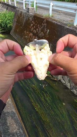 Japanese Catfish Bite Collection: Fishing Adventures