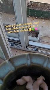Poštolka🩷 #sokolmysiar #postolka Dravce a sovy – pozorovania, zaujímavosti, praktická ochrana | Korytinová Jana Korytinová
