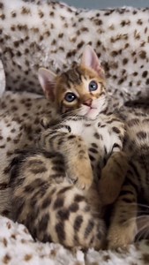 🥳 Happy Caturday from the crew! #bengalkitten #bengalkittens #bengal #cats #bengalcatworld #bengalsofinstagram #sweetcatclub #bengalcat | Utopian Bengals