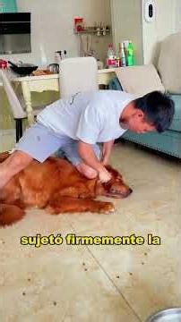 The food-guarding golden retriever has been successfully tamed. #animals #fyp #Friendship #Us