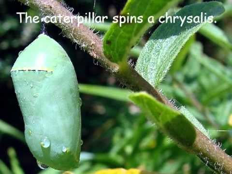 Monarch Butterfly Life Cycle.wmv