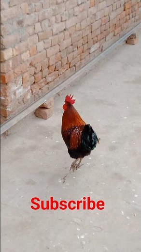 Cute Rooster Style and eyes#subscribe#youtubeshorts#viral