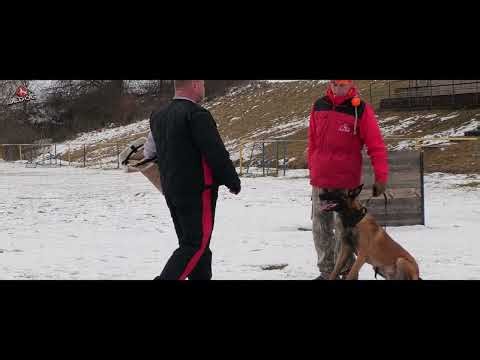 Ury Farsal 11,5 months - Slatinské Lazy 22. 2. 2026