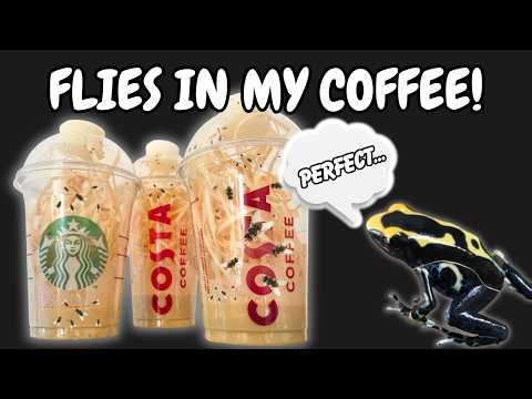 How to Culture Fruit Flies...Budget and DIY! (To Feed Our Poison Dart Frogs)