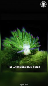 13K views · 725 reactions | Leaf Sheep ✨ This Ocean CUTIE Is Real! | 1 Minute Animals Looks like a tiny fluffy sheep, but it’s a sea creature. Covered in leaf-like appendages that help it blend in. You won’t believe something this cute lives underwater! #leafsheep #wildlife #nature #animalfacts | 1 Minute Animals | Facebook