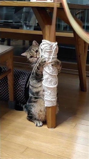 범이 뱃살~~꺄~~🥰😍 #cat #아메리칸숏헤어 #고양이일상 #ねこ #猫 #cute #고양이