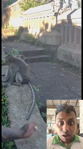 Monkey's Epic Funny Moment🤣😱 #funnymonkey #animallife #youtubeshorts