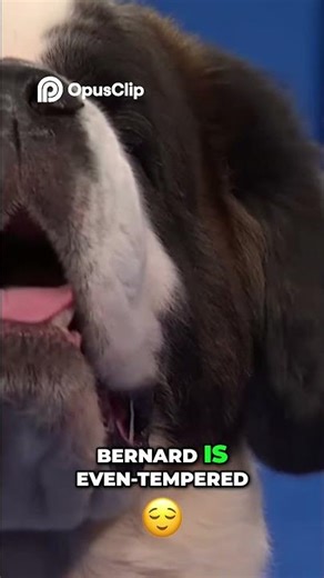 St Bernard Gentle Giant Rescue Dog Breed Explained