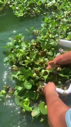 यह लड़का अपने घर पर छोटे-छोटे कछुए पकड़ लेता है 🐢✨ #satisfying #viral #shorts #video