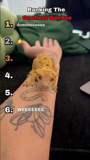 Ranking The Goofiest Geckos
