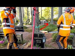 How Do You Fell a Tree Here Without Causing Damage? 🪓