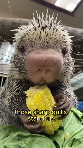 How Do Porcupine Quills Work? Nature’s Spiky Defense Mechanism!