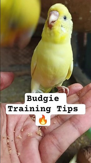 Budgie Training | How to Gain Trust & Teach Tricks 🐦 #budgies