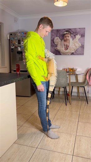 194K views · 8.1K reactions | Look at this distinguished gentleman  | Lizardthebuddy | Facebook