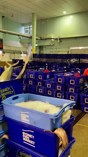 Experience the Sydney Fish Market Auction Tour
