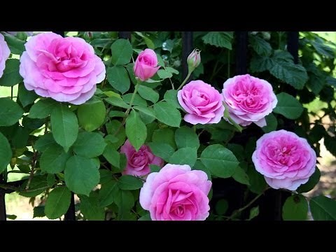 Best Way To Prune And Train Climbing Roses