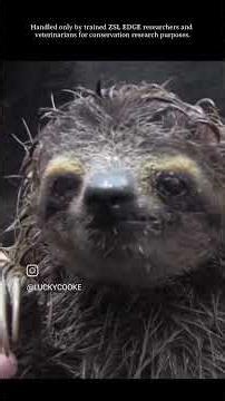 Meeting one of the world’s rarest mammals, the pygmy three-toed sloth