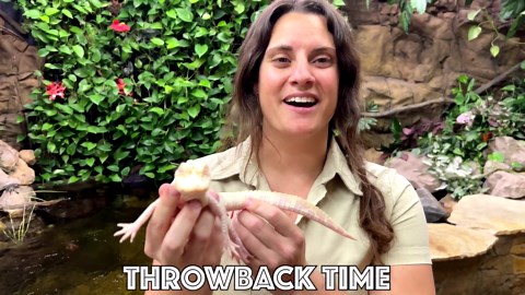 zero the albino alligator enjoys his first bath