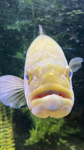 60K views · 890 reactions | “How to become a 10lber” -Gus The Bass #gusthebass | Gus the Bass | Facebook