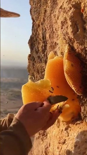 Rock Honeycomb Harvesting#WildHoney #HoneyHarvest #Honeycomb #NatureVideo