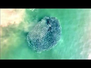 Save the Atlantic Menhaden- Call to Action