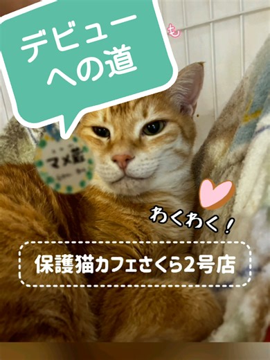 大型新人のマメ蔵くん！💩検査を終えたら、まもなくデビューです✨ #まめぞう🌸 #保護猫カフェさくら2号店 #保護猫カフェ #猫カフェ #里親募集