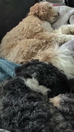Cavapoo Puppies' Adorable Snooze