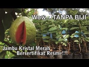(TERBUKTIKAN) Jambu Kristal Merah Bisa Berbuah Sepanjang Tahun - Cara Budidaya Jambu Kristal