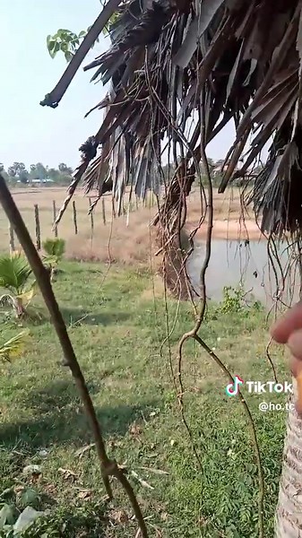 វីដេអូ​របស់ Da Vy Kook (@ho.tc) ជាមួយ សំឡេងដើម - សង្ហាភូមិ