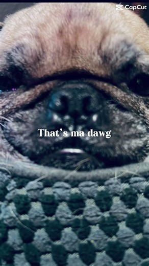 THat mY dog #roblox #music #dance #edit #funny