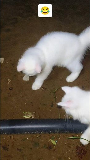 Cat vs Frog | Funniest Animal Battle Ever | Catoon video | #shorts #cat