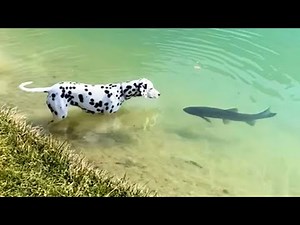 The Best Videos of The Year (Teil 1) || ✪ Stern DuTube