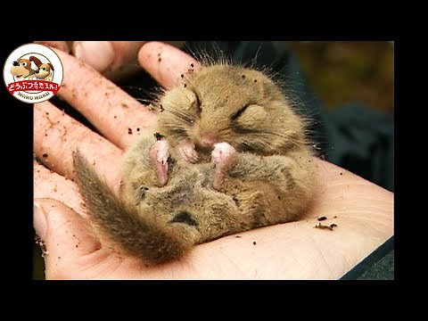 [Palm-sized] The Japanese dormouse, which spends half the year sleeping, is incredibly dexterous!...