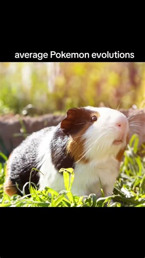 pokemon vs digimon evolutions