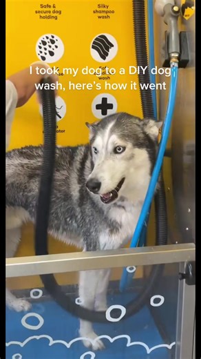DIY Dog Wash: Dramatic Siberian Husky Bath Time