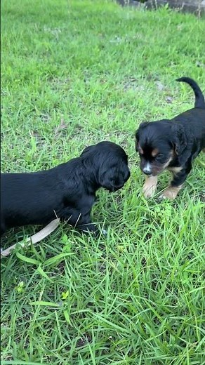 ENGLISH COCKER SPANIEL PUPPIES READY JULY 1ST