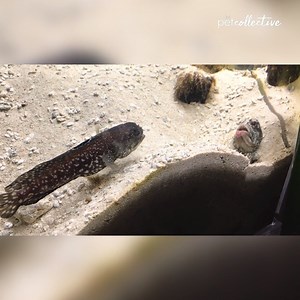 Two Fish Fight by Spitting Sand on Each Other