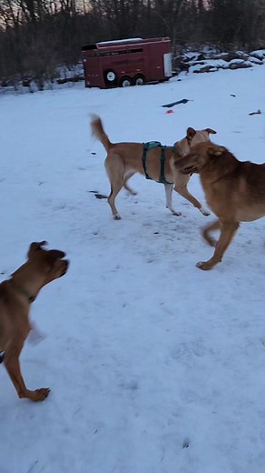 Will Cody fit into the pack for our evening walk? | Emotional Rescue LLC