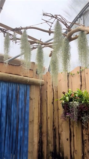 15K views · 96 reactions | We paid a visit to the new Papilio Forest at the Welsh Mountain Zoo - the zoo’s most ambitious development since 2021! 曆 The brand-new interactive habitat is home to delicate butterflies and is dedicated to conservation, education and inspiring visitors of all ages  曆  #WelshMountainZoo #Butterflies #NorthWales #colwynbay #newdevelopment #Family #Conservation | North Wales Pioneer | Facebook