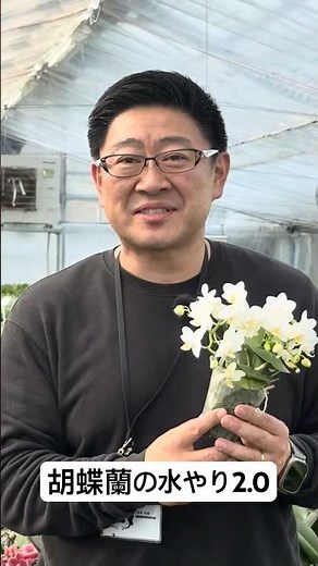 胡蝶蘭の水やり2.0 #胡蝶蘭の育て方 #植物 #花