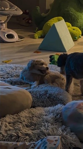 Cavapoo Puppies Have An Epic Wrestling Match!