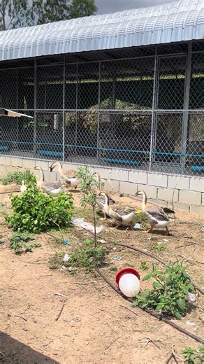 Mother Goose Fiercely Protects Her Babies! 🪿