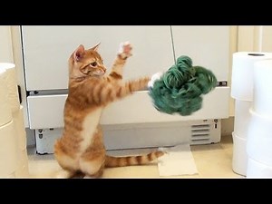 Miley Cyrus + Cat = Wrecking Ball Parody