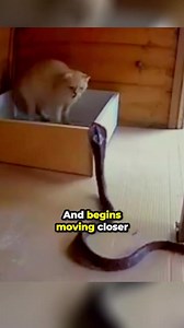 61K views · 625 reactions | Cat Fights Back Against Snake 沈❤️ | Perkins Eyambe | Facebook